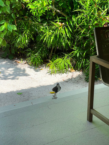 别墅院子里的马尔代夫鸟。图片下载