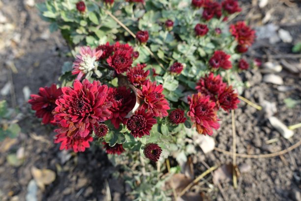 11月菊花开暗红色的花图片下载