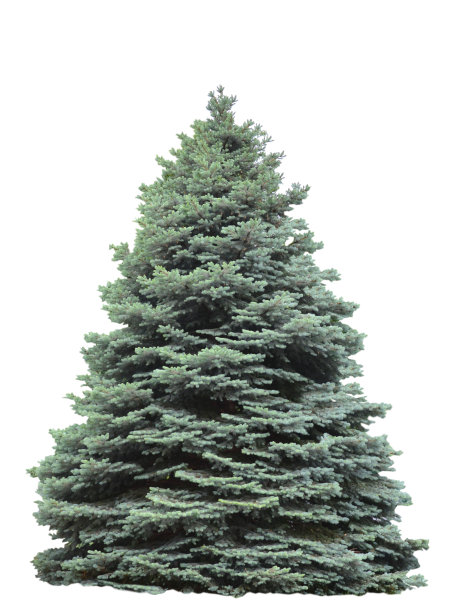 一棵白色的圣诞树图片下载