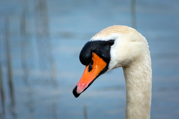 一张疣鼻天鹅头上的照片图片下载