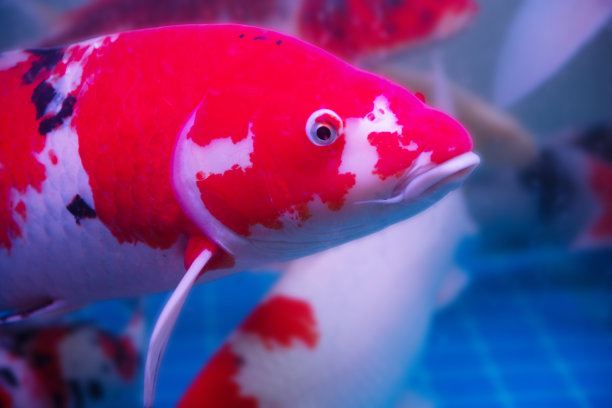 锦鲤在池塘里游泳图片下载