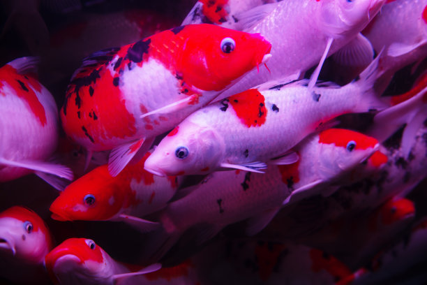 锦鲤在池塘里游泳图片下载