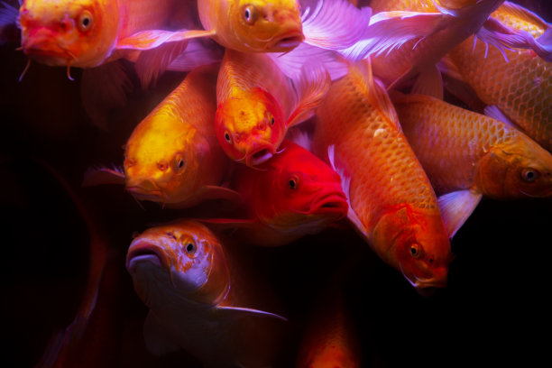 锦鲤在池塘里游泳图片下载