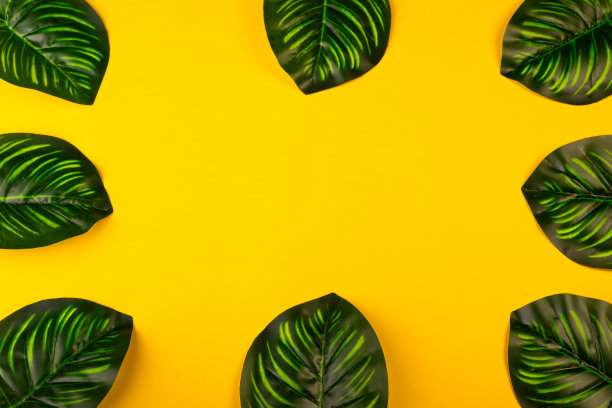 静物画图片下载