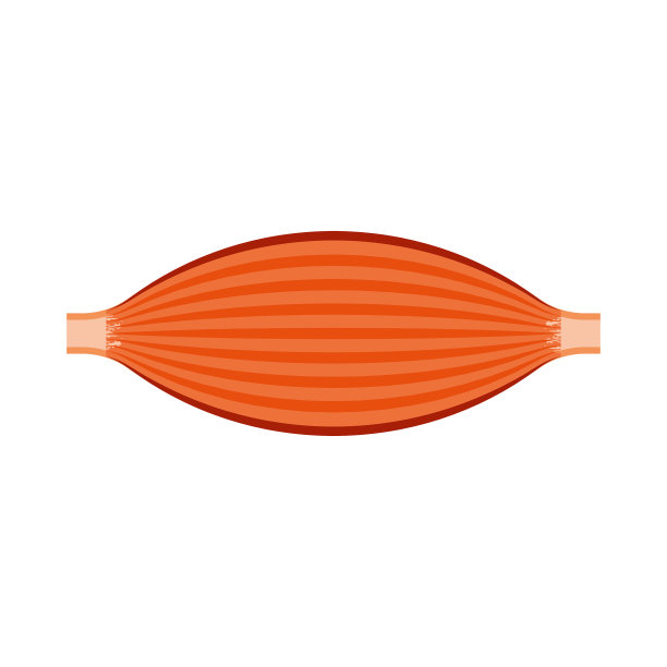 手臂肌肉线条图标为力量解剖学符号图片下载