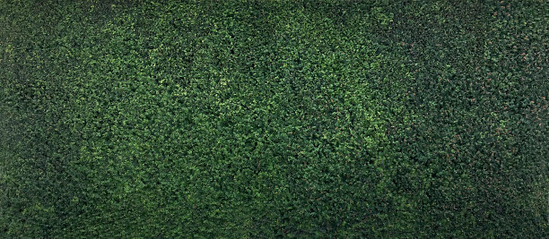 常青树背景:修剪完美的常青树树篱作为植物背景。图片下载