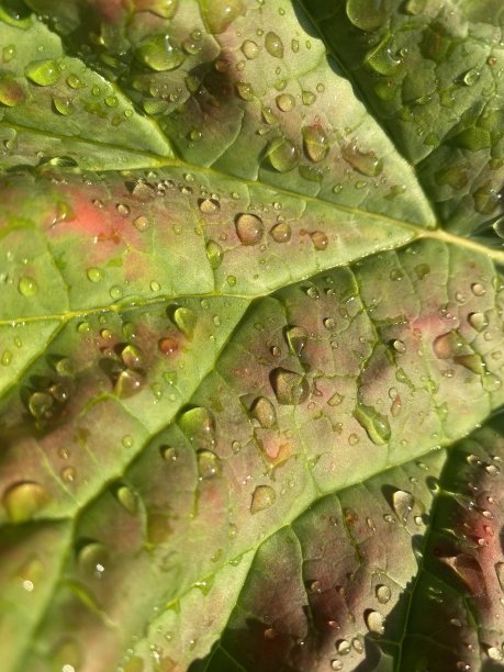 大黄叶子上的水图片下载