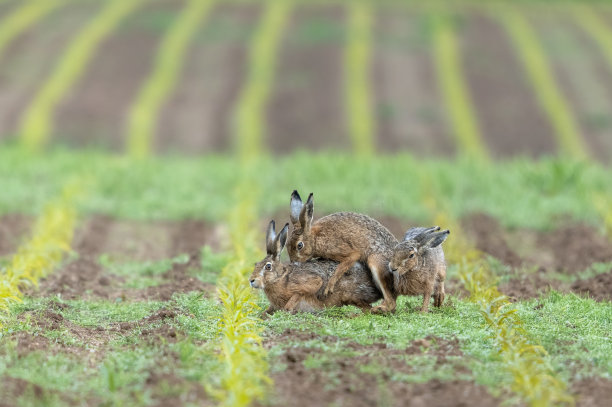 交配欧洲野兔图片下载
