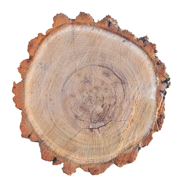 在白色背景上孤立的树干横截面图片下载