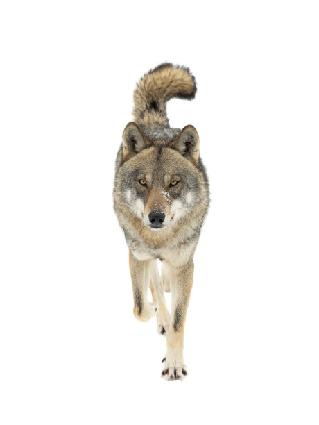 奔跑的灰狼孤立在白色上图片下载