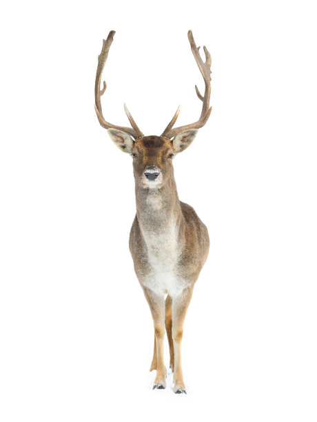 鹿孤立地站在白色背景的雪中图片下载