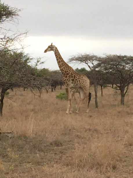 非洲的长颈鹿图片下载