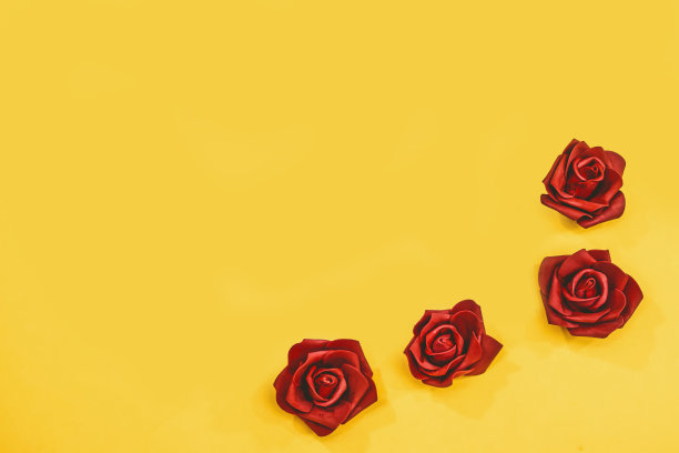 新鲜美丽的玫瑰孤立在黄色的背景图片下载