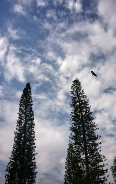 照片中,图片下载