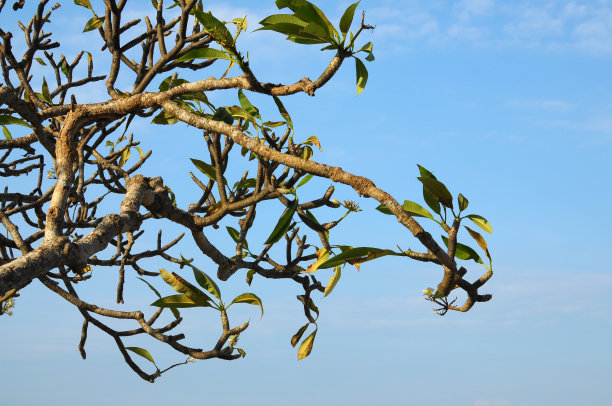 鸡蛋花树的树枝在明亮的蓝色天空背景。图片下载