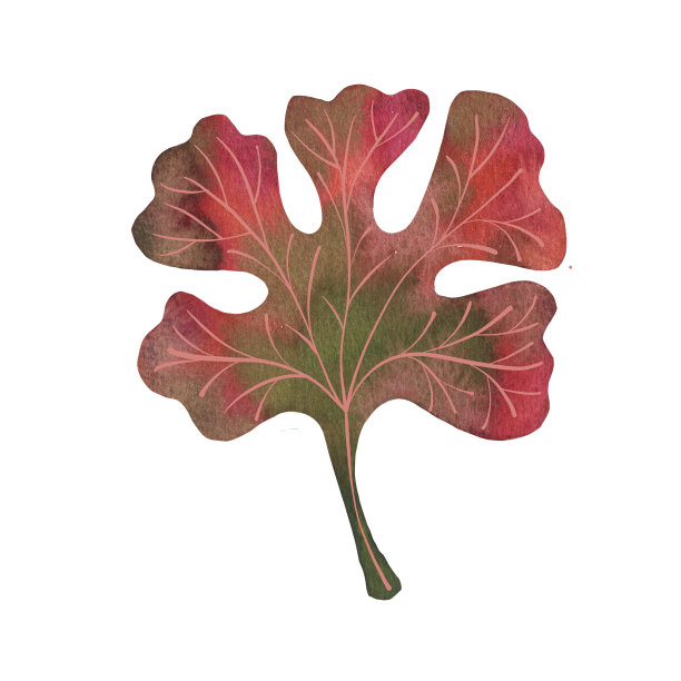 红海藻将水彩画作为设计元素图片下载