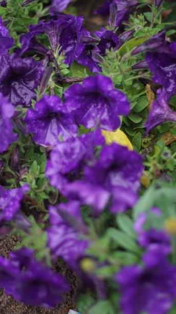 紫铃特写图片下载