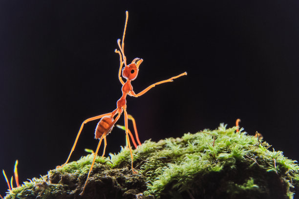 蚂蚁或欧乔菲拉祖母绿图片下载