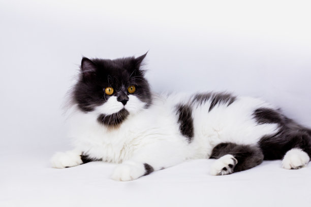白色背景下的波斯猫，已隔离图片下载