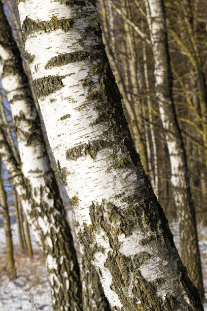 生长在桦树林中的桦树图片下载