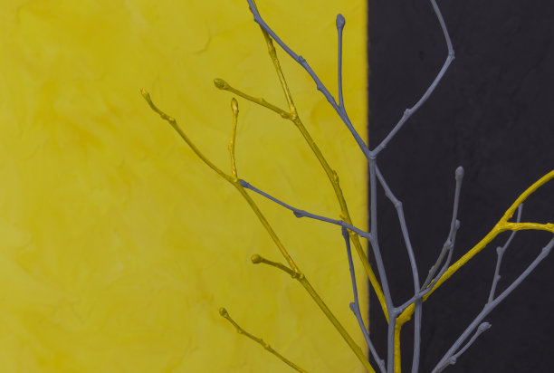 离焦灰黄的树枝特写黄色的背景与复印室。图片下载