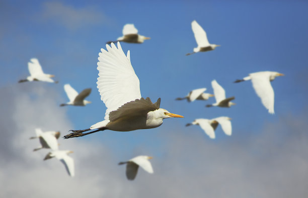 伊朗马赞达兰省的鸟类图片下载