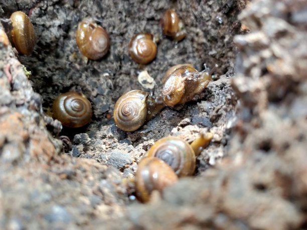 岩石中的蜗牛图片下载