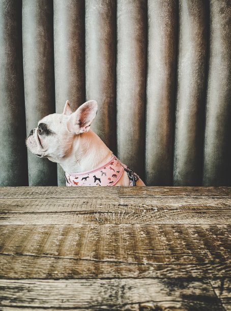 一个摊位座位上的法国斗牛犬的侧面图片下载