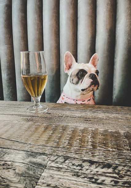 等待食物的狗图片下载