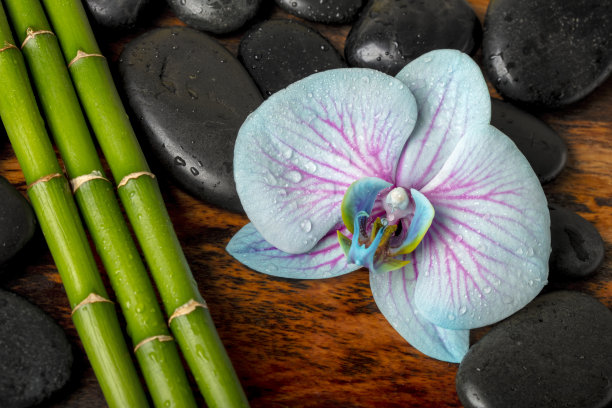 水疗概念-黑色按摩石，兰花花和竹竿放在芒果木桌子上图片下载
