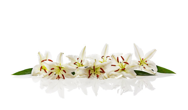 白色百合孤立在白色背景上的特写镜头。图片下载