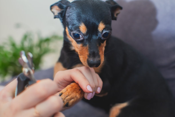 用指甲剪工具剪狗爪指甲的过程，近距离观察狗爪，修剪狗爪指甲图片下载