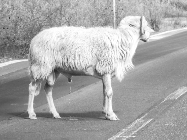 羊路障图片下载