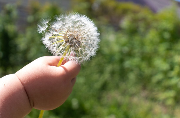 孩子手拿鲜花图片下载