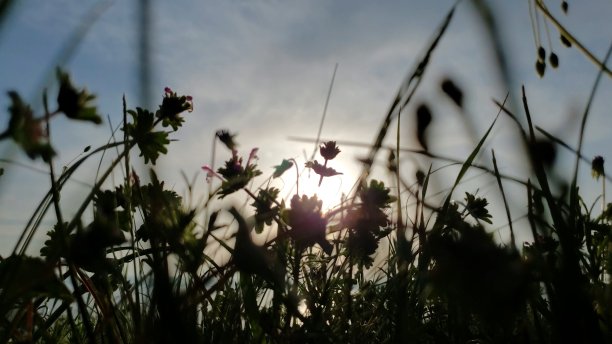 模糊的野花剪影在昏暗的天空前随风摇摆图片下载