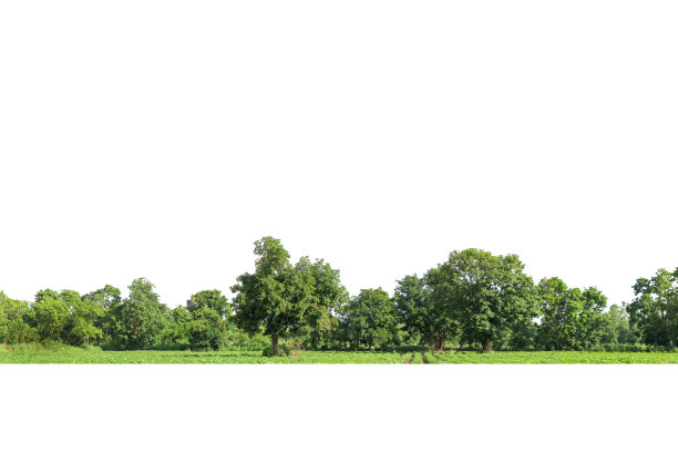 高清晰树线孤立的观点图片下载