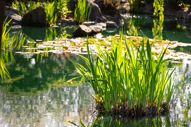 花园池塘树叶图片下载