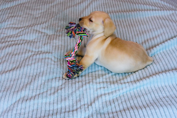 拉布拉多寻回犬的幼犬正在玩绳子玩具图片下载