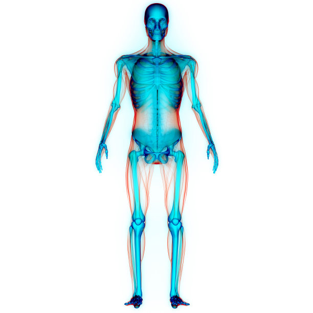 人体骨骼系统骨关节解剖学图片下载