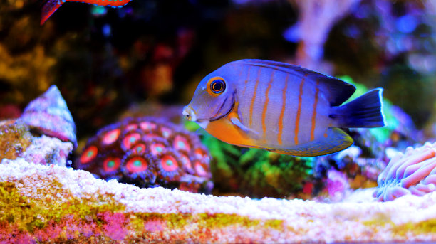 拟态伊布里堂(Acanthurus tristis)图片下载