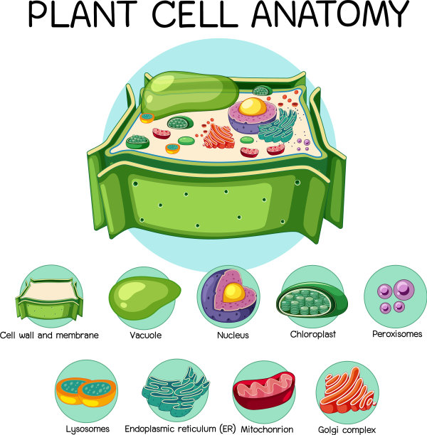 解剖植物细胞生物学图解图片下载