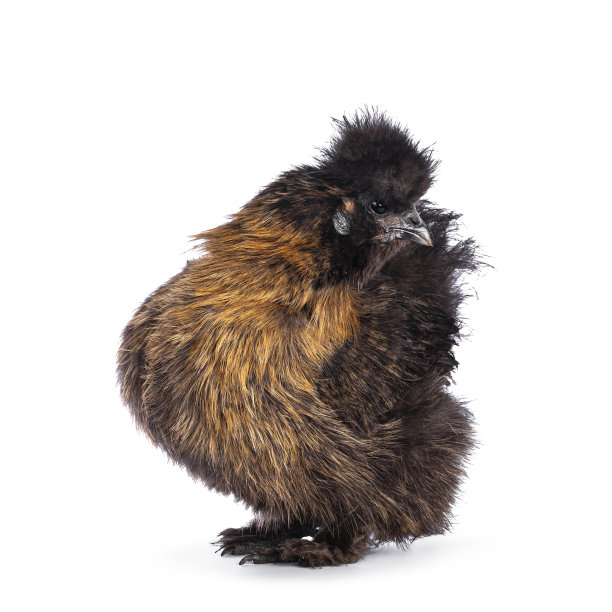 帕特里奇丝琪鸡白图片下载