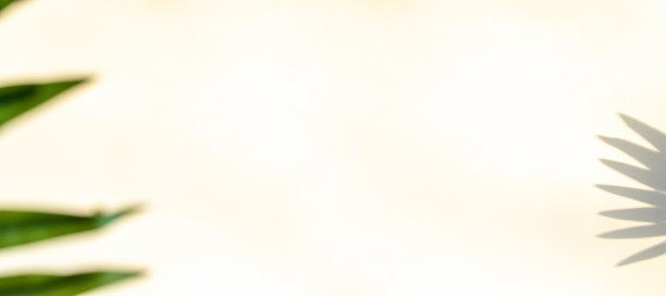 影子自然夏日背景。白色墙壁上的植物叶影，抽象的热带阳光纹理。热带旅游海滩与最小的概念。平铺手掌自然。图片下载