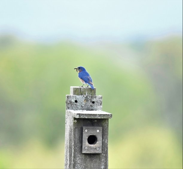 东方蓝知更鸟图片下载