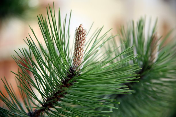 森林中两根绿色松树的特写图片下载