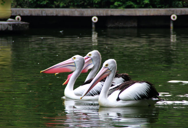 三只鹈鹕在动物园的湖里游泳图片下载