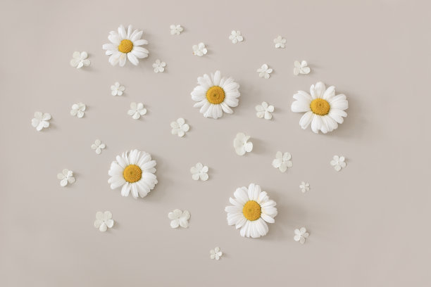 美丽的小枝，夏日花香的图案。在米色背景下分离的白色氧雏菊和荚蒾开花花的组成。自然设计，平面铺设，俯视图。图片下载