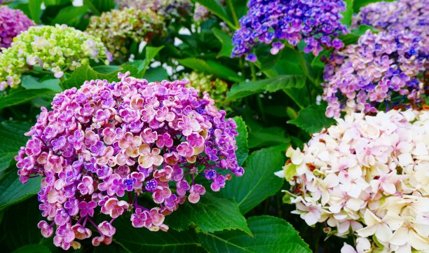 紫色和白色的绣球花在特写图片下载