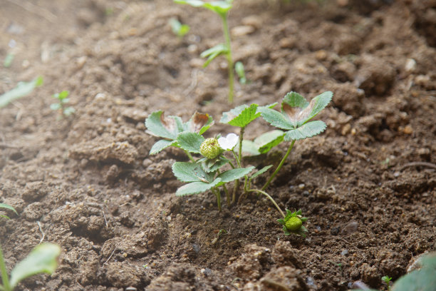 有机草莓农场图片下载