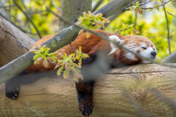小熊猫在一根木杆上睡觉图片下载